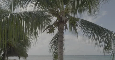 Palm Tree with Coconuts and Blue Sky Stock Footage 168437689