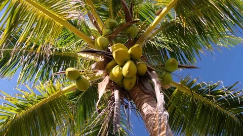 Palm tree with coconuts and blue sky Stock Footage 178039603
