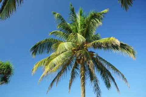 Palm tree with coconuts on the background of the sky Stock Photos