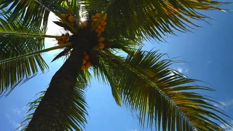 Palm tree with coconuts on a background of sunny blue sky with clouds Stock Footage 106370202