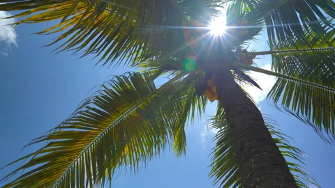 Palm tree with coconuts on a background of sunny blue sky with clouds Stock Footage 106370274