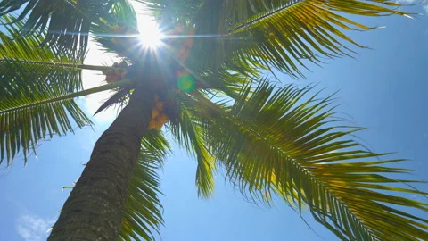 Palm tree with coconuts on a background of sunny blue sky with clouds Stock Footage 106370335