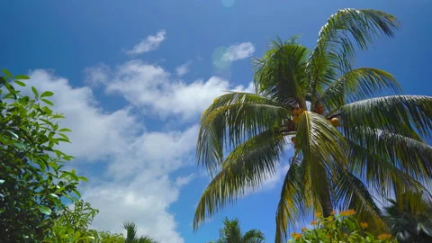 Palm tree with coconuts on a background of sunny blue sky with clouds Stock Footage 106370364