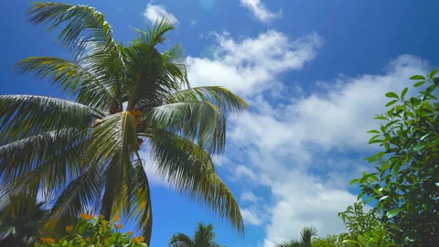Palm tree with coconuts on a background of sunny blue sky with clouds Stock Footage 106370397