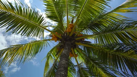 Palm tree with coconuts on a background of sunny blue sky with clouds Stock Footage 106370461