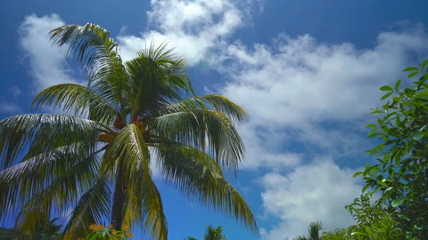 Palm tree with coconuts on a background of sunny blue sky with clouds Stock Footage 106370478