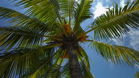 Palm tree with coconuts on a background of sunny blue sky with clouds Stock Footage 106370495