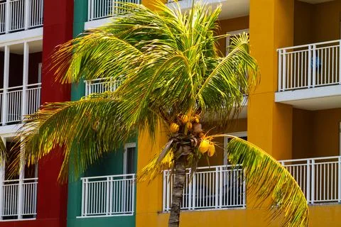 Palm tree with coconuts on the background of yellow wall Stock Photos