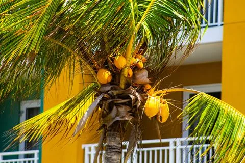 Palm tree with coconuts on the background of yellow wall Stock Photos