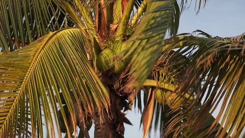 Palm Tree With Coconuts Blowing in Wind in Florida Keys 스톡 동영상 72544161