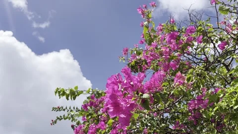 Palm tree with coconuts blowing in the wind on a sunny day Stock Footage 232724900