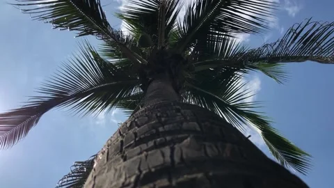 Palm tree with coconuts, bottom view Stock Footage 136121200