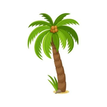 Palm tree with coconuts, cartoon jungle leaf plant Stock Illustration