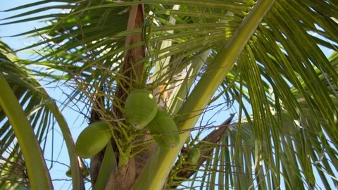 Palm Tree With Coconuts Stock Footage 129616307