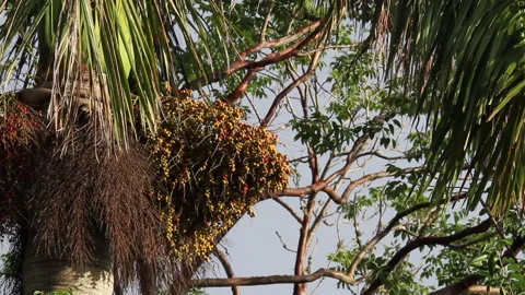 Palm tree with coconuts Stock Footage 130909219