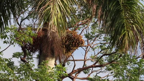 Palm tree with coconuts Stock Footage 130909995
