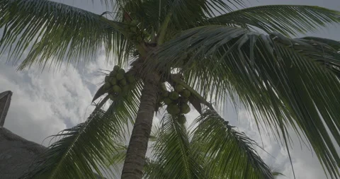 Palm Tree with Coconuts Stock Footage 168437925