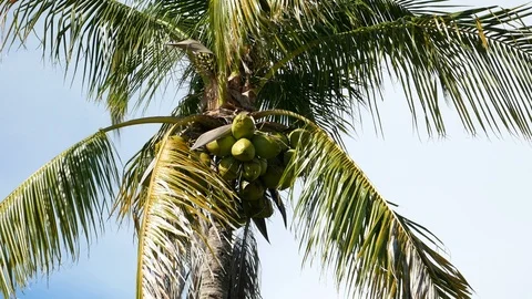 Palm tree with coconuts, Lovers Key, Florida, United States. Vidéo 115738849