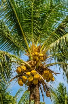 Palm tree with coconuts Stock Photos