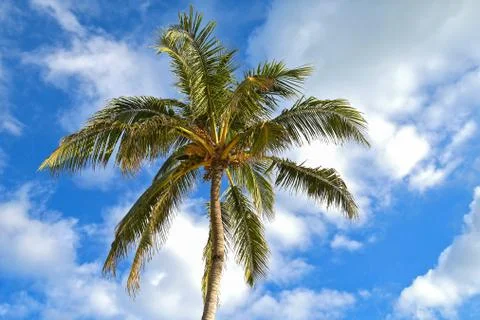 Palm tree with coconuts Stock Photos