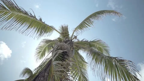 Palm tree with coconuts seen from below with a blue sky in the caribbean Video stock 156135783