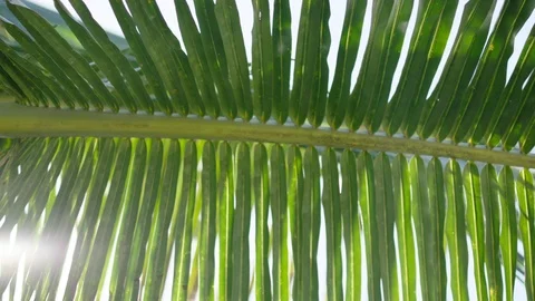 Palm Tree Coconuts with Soft Sunflare Stock-Footage 101903361