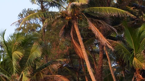 Palm tree with coconuts sways in the wind during sunset Stock Footage 126842958