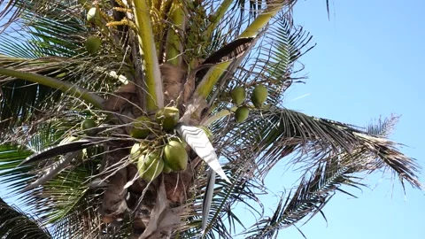Palm Tree with Coconuts on a Windy Day Stock-Footage 158345212