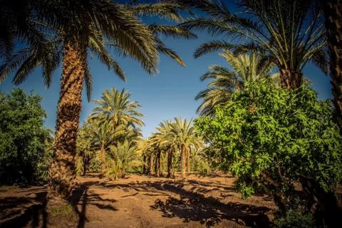 Palm tree coltivation Stock Photos