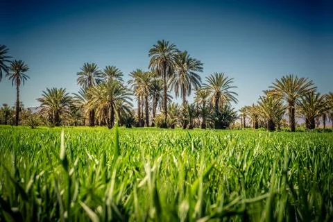 Palm tree coltivation 스톡 사진