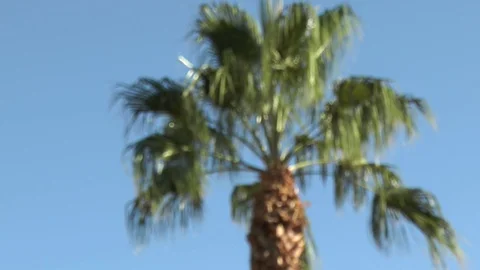 Palm Tree comes into focus 스톡 동영상 82589414