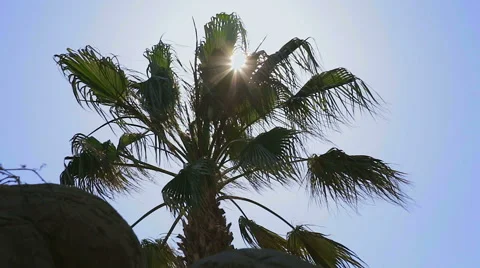 Palm tree in contrast. Stock Footage 49471895