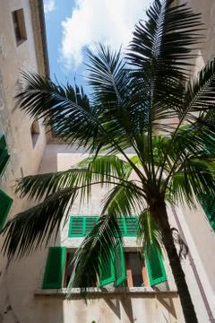 Palm tree courtyard Foto stock