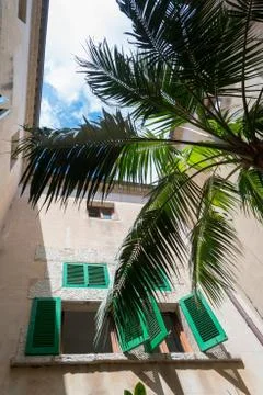 Palm tree courtyard Stock Photos