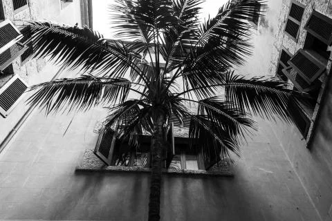 Palm tree courtyard 스톡 사진
