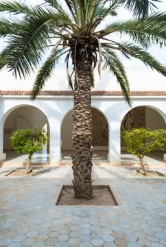 Palm tree in courtyard Stockfoto's