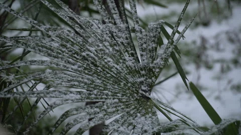 Palm tree covered with snow. Snowflakes on palm leaf Stock Footage 302731335