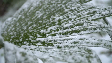 Palm tree covered with snow. Snowflakes on palm leaf Stock Footage 302731985