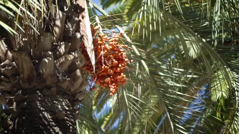 Palm tree crown against blue sky Stock Footage 304366323