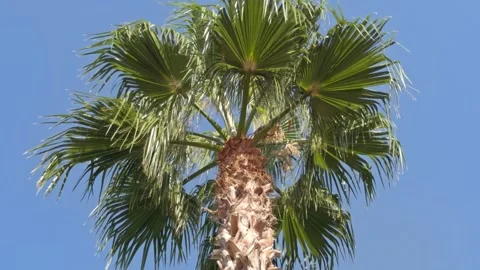 Palm Tree Crown Against Clear Blue Sky Low Angle View Stock Footage 344371536