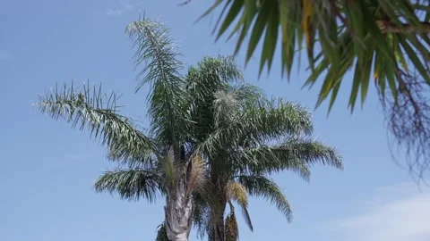 Palm Tree Crown with Fronds and Seed Clusters Against Blue Sky Stock Footage 344436326