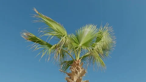 Palm, tree crown, long leaves swaying Stock Footage 165200652