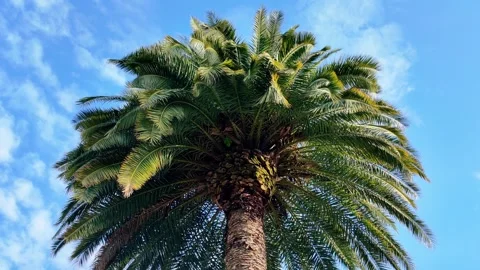 Palm Tree Crown Low Angle Blue Sky Stock Footage 340411077