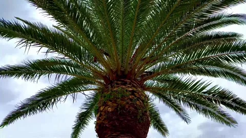 Palm tree crowns above the table. Holiday in Italy. Stock Footage 310480713