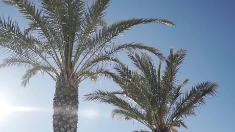 Palm tree cut in Stock Footage 89693314