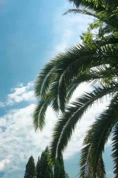 Palm tree cypress trees sky rest south city blue sky Stock Photos