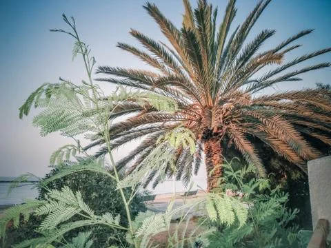 Palm tree, Cyprus Stock Photos