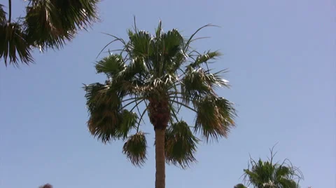 Palm tree in Cyprus viewed from a low angle Stock Footage 39809308