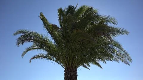 Palm tree dancing in wind breeze, bright sun shinning on blue serene sky Foto stock