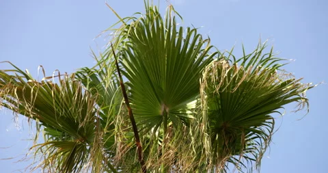 Palm Tree Dancing In The Wind Stock Footage 146027268